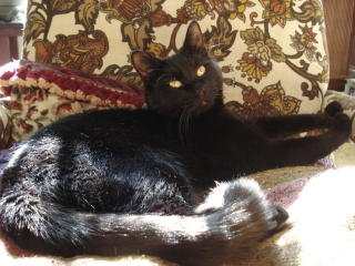 Illustration for article titled my cat is trying to make me feel like an asshole so I took pics of him being one.